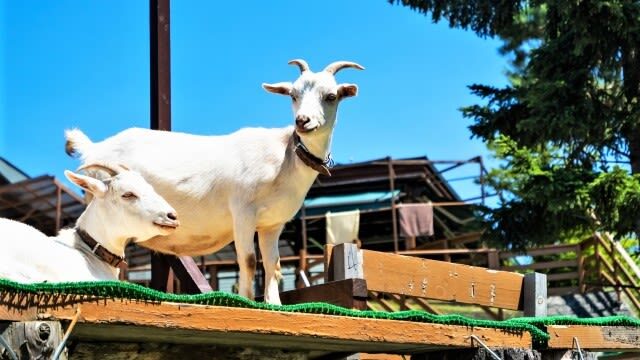 Sapporo Farm Tomita & Blue Pond Full-Day Tour - Booking and cancellation notes