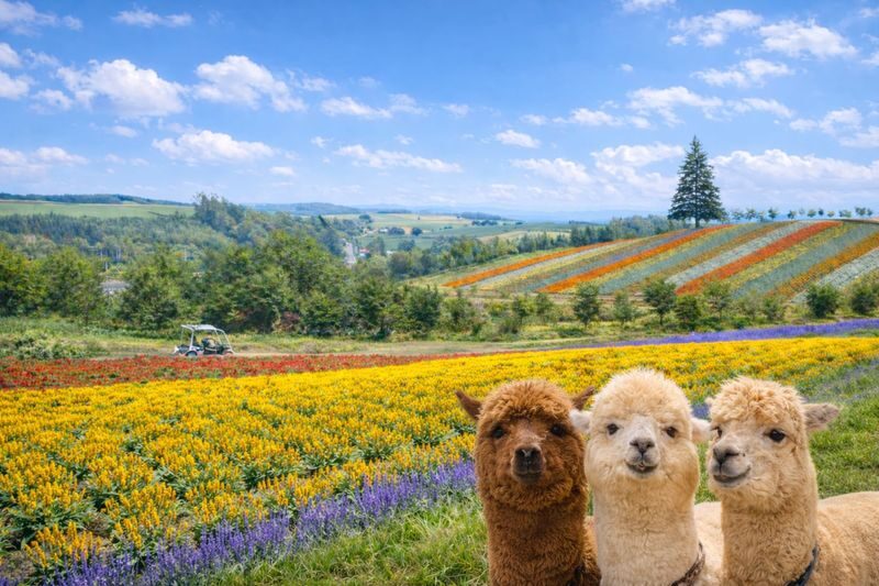 Sapporo Full-Day Furano & Biei Lavender Experience - A flower-country day beyond Sapporo