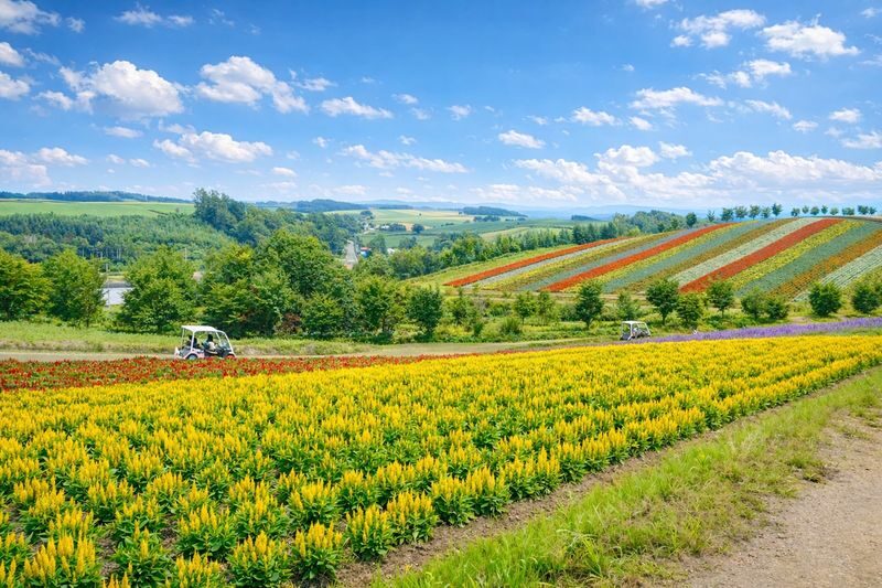 Sapporo Full-Day Furano & Biei Lavender Experience - How to make the most of a packed schedule