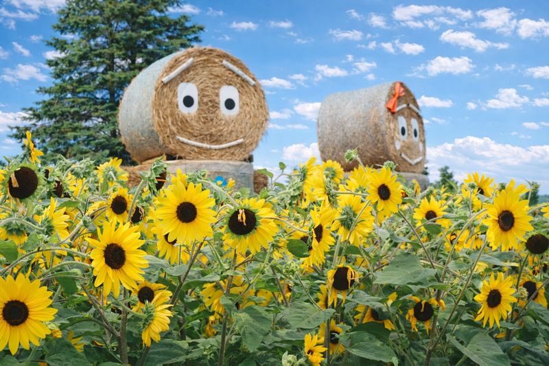 Sapporo Full-Day Furano & Biei Lavender Experience - Who should book this Furano and Biei trip