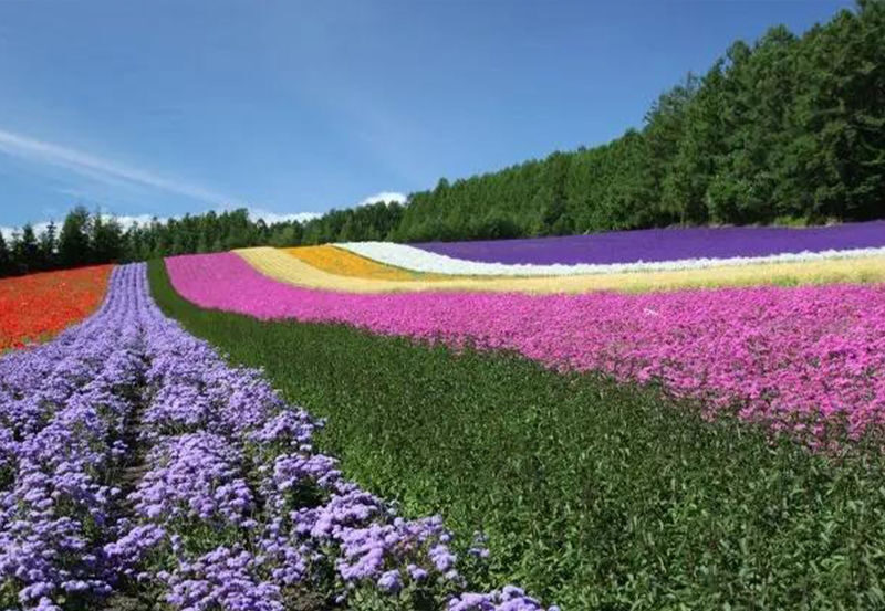 Sapporo Full-Day Shikisai No Oka & Ningle Terrace Experience with Flower Fields - What a guide adds to the day
