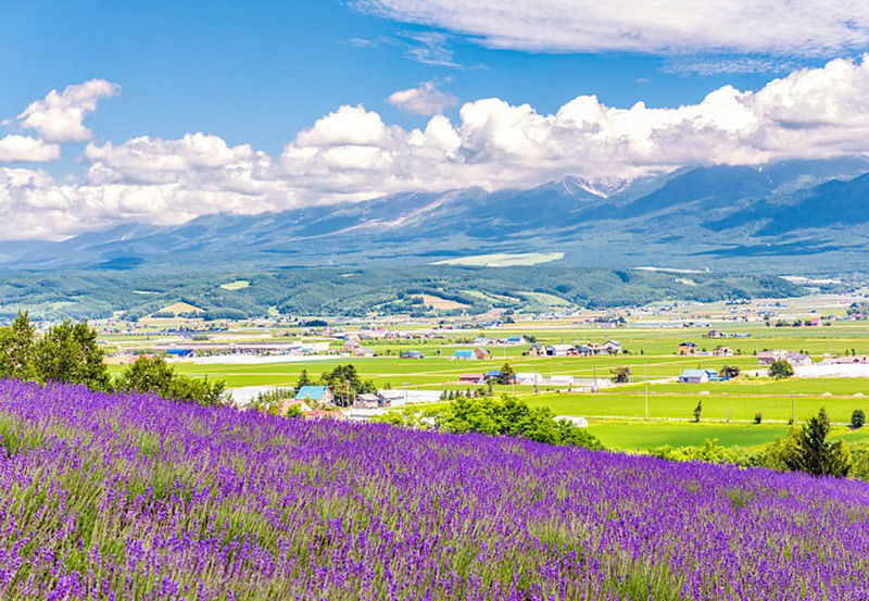 Sapporo Full-Day Shikisai No Oka & Ningle Terrace Experience with Flower Fields - The pace and what to check before you book
