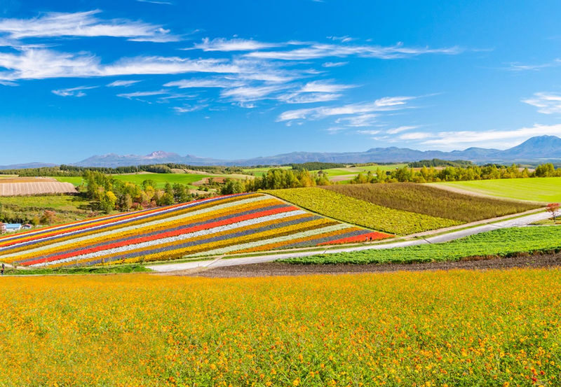 Sapporo Full-Day Shikisai No Oka & Ningle Terrace Experience with Flower Fields - Who should choose this tour?