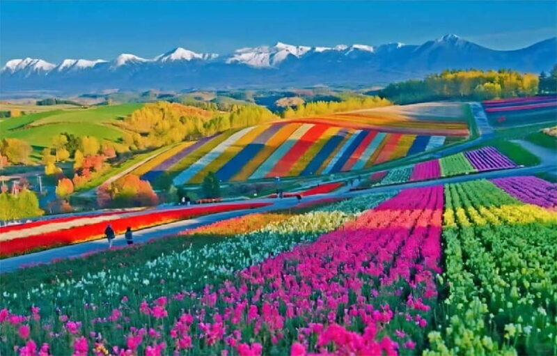 Sapporo: Furano Flower Sea & Biei Blue Pond Tour w/ Pickup - Discovering Hokkaido’s Most Photogenic Spots