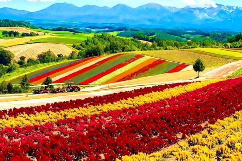 Sapporo: Furano Lavender & Biei Blue Pond Tour with Lunch - Key Points