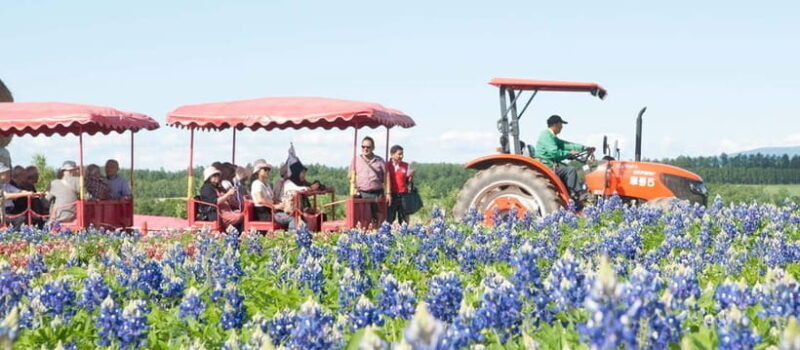 Sapporo: Furano Lavender & Biei Blue Pond Tour with Lunch - Who Will Appreciate This Tour?