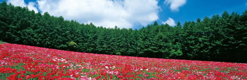 Sapporo: Furano Lavender & Biei Blue Pond Tour with Lunch - Final Thoughts: Is It Worth It?