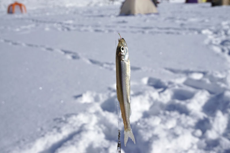Sapporo Half-Day Smelt Fishing Experience with Transfers - What to know before you go