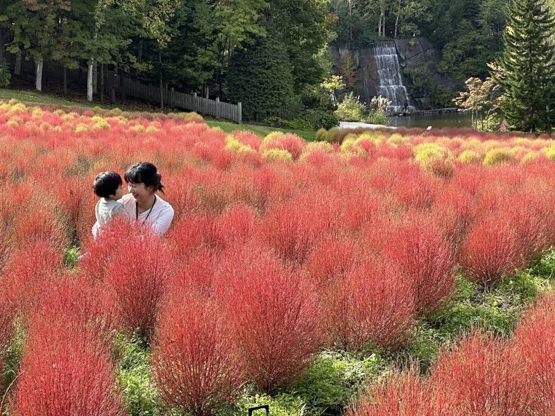Sapporo Hill of the Buddha & Takino Autumn Cosmos & Mt. Hakkengenzan Genghis Khan BBQ & Jozankei Hoheikyo Autumn Leaves Day Trip - Jozankei and Hoheikyo: foliage with a weather caveat