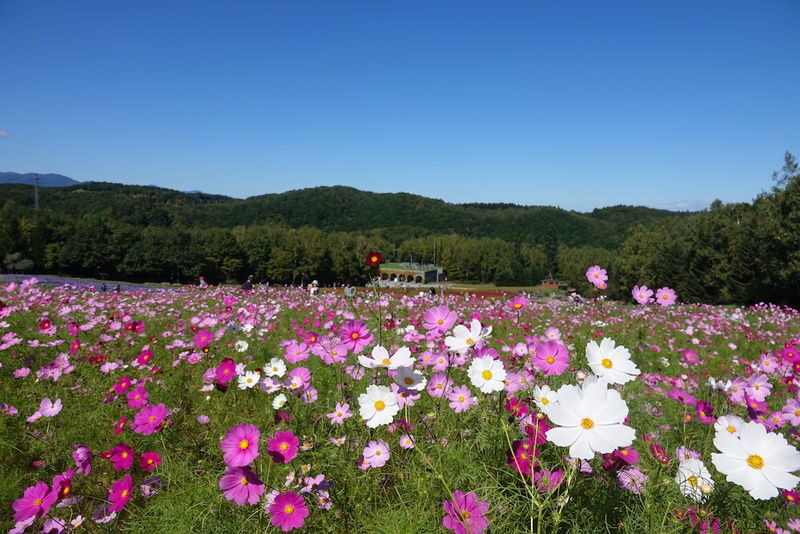 Sapporo Hill of the Buddha & Takino Autumn Cosmos & Mt. Hakkengenzan Genghis Khan BBQ & Jozankei Hoheikyo Autumn Leaves Day Trip - Guides, transport and the rhythm of the day