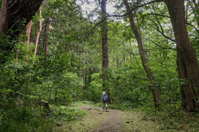 Sapporo: Mt. Maruyama Hike & Okurayama Ski Jump - Key Points