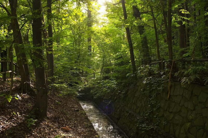 Sapporo: Mt. Maruyama Hike & Okurayama Ski Jump - Why This Tour Offers Great Value