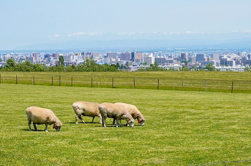 Sapporo Okurayama & Hitsujigaoka Half-Day Bus Tour - The value at a starting price of $28.39