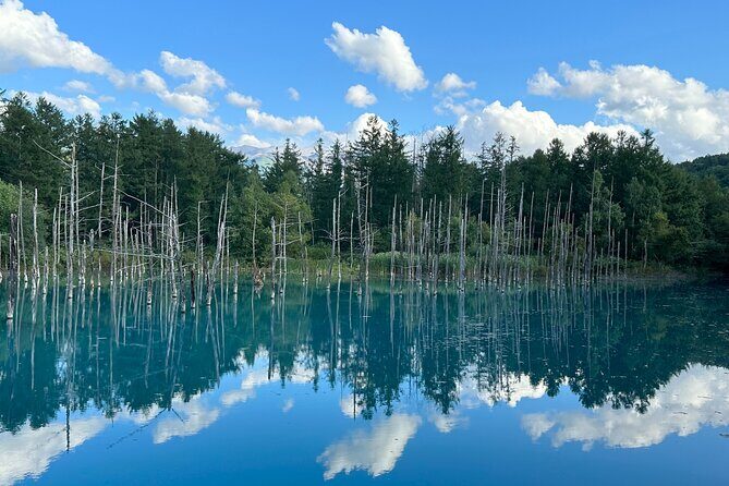 Sapporo to Blue Pond & Shirahige Falls Furano Private Tour - Sapporo to Blue Pond & Shirahige Falls Furano Private Tour: A Deep Dive into Japan’s Natural Beauty