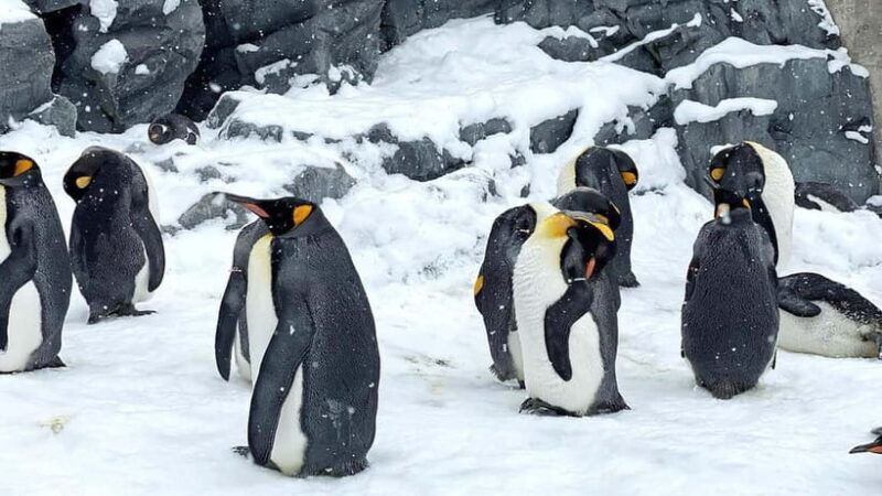 Sapporo Winter : Asahiyama Zoo (Penguin Fun & Snowmobile) - Is This Tour Worth It?