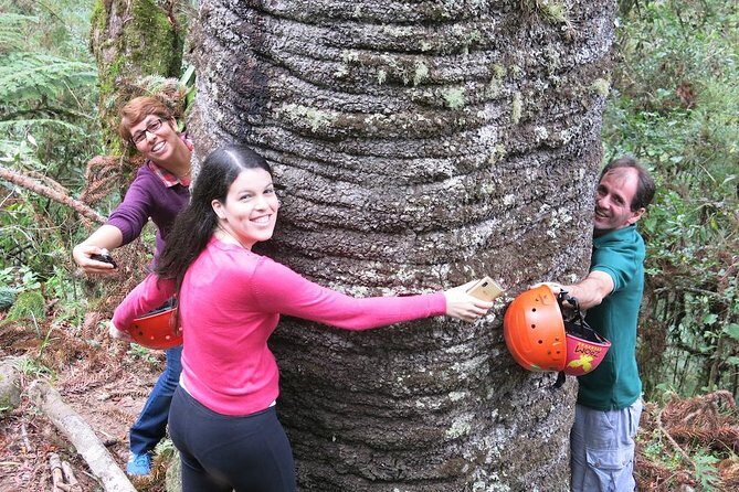 Sapucaí Canopies in Horto Florestal - Campos do Jordão - In-Depth Review of the Sapucaí Canopies Experience