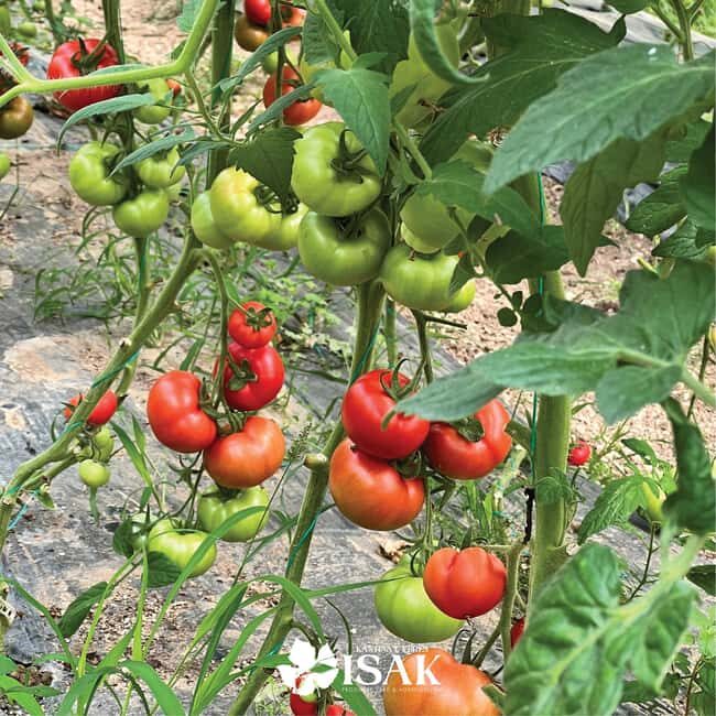 Saranda: Wine and raki tasting, local products. - Cultural Touches