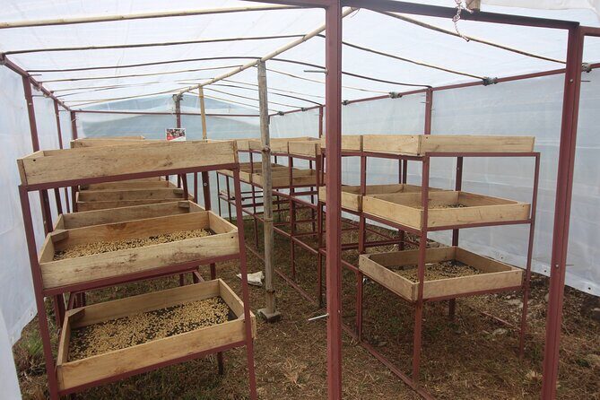 Sarangkot Village Coffee Culture and Authentic Local Life Tour - What Travelers Say