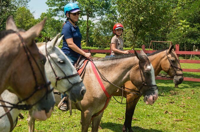 Sarapiqui Forest Horseback Riding Experience in Costa Rica - The Sum Up: Why Choose the Sarapiqui Forest Horseback Ride?