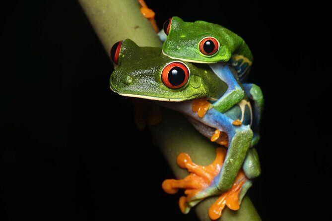 Sarapiqui Frog Experience: Night Experience in the Jungle. - Discover the Sarapiquí Frog Experience: Night Tour in the Jungle