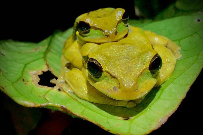 Sarapiqui Frog Experience: Night Experience in the Jungle. - Who Should Consider This Tour?