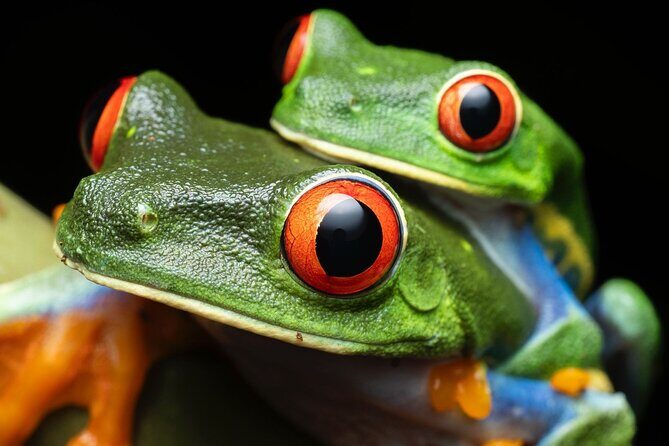 Sarapiqui Frog Experience: Night Experience in the Jungle. - Frequently Asked Questions