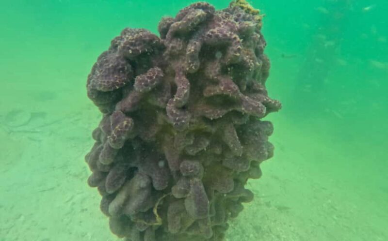 Sarasota: Clear Kayak Mangrove Tunnel & Beach Hopping Tour - Key Points