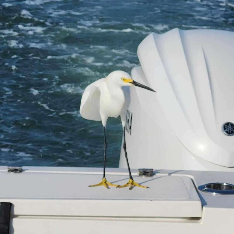 Sarasota Sunset Charter - Who Is This Tour Best For?