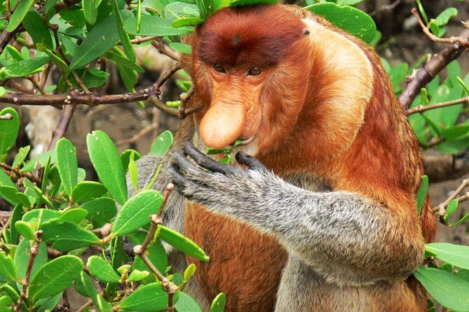 Sarawak Bako National Park Tour : Rainforest Flora & Fauna - Trails, Beaches, and Views