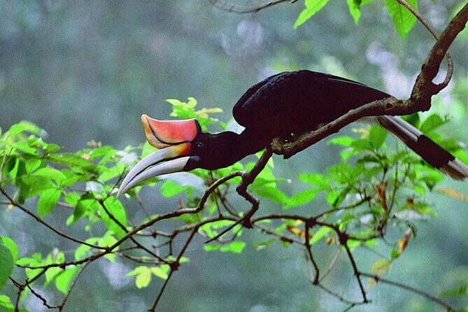 Sarawak Bako National Park Tour : Rainforest Flora & Fauna - Final Thoughts: Does it Offer Good Value?