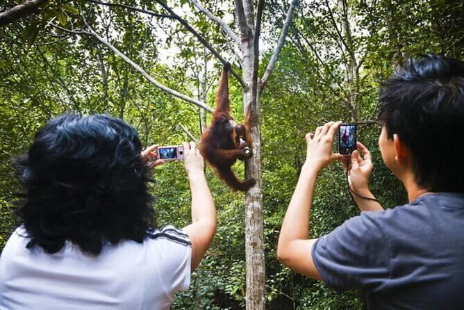Sarawak Orangutan Semenggoh Wildlife Centre Tour - Sarawak Orangutan Semenggoh Wildlife Centre Tour