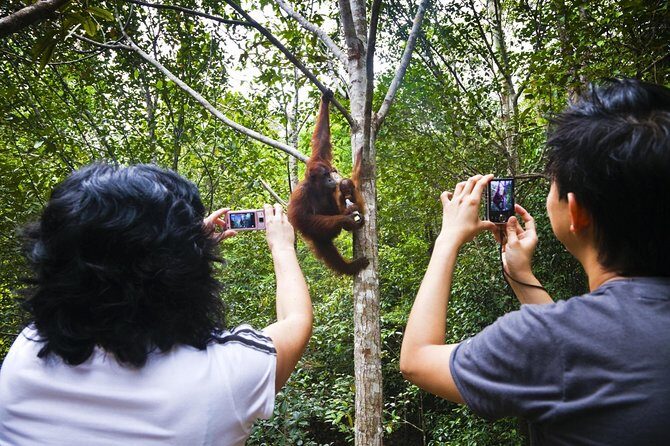 Sarawak Orangutan Semenggoh Wildlife Centre Tour - Who Should Consider This Tour