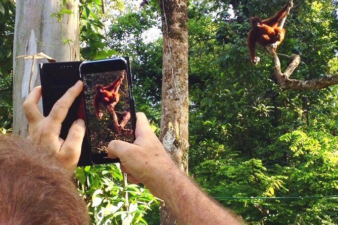 Sarawak Orangutan Semenggoh Wildlife Centre Tour - Who Will Get the Most Out of This Tour?