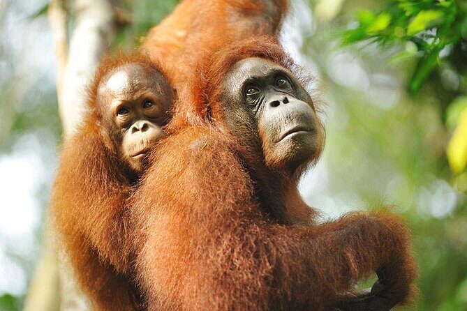 Sarawak Orangutan Semenggoh Wildlife Centre Tour - Frequently Asked Questions