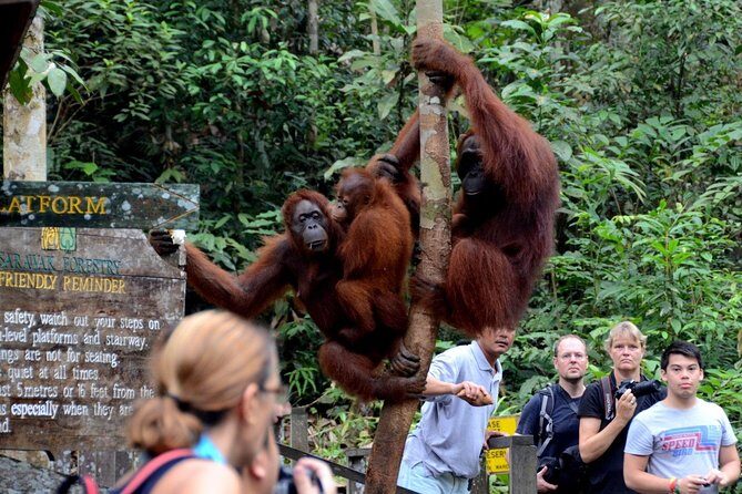 Sarawak Orangutan Semenggoh Wildlife Centre Tour - Final Thoughts