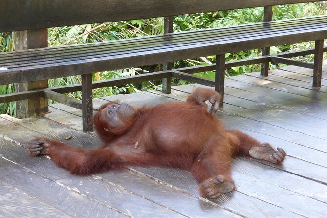 Sarawak Orangutan Semenggoh Wildlife Centre Tour - Additional Resources