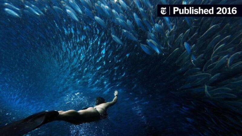 Sardines, chocolate hills, tarsiers, ATV,floating restaurant - From Logistics to Experience: What to Expect