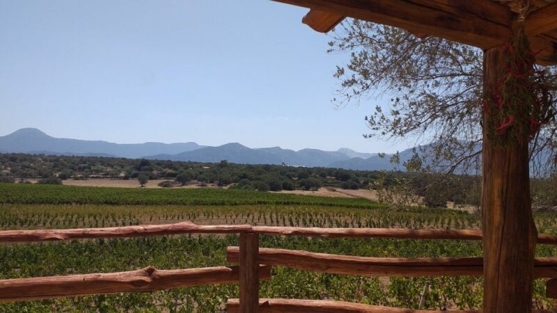 Sardinia: Dorgali Winery Tour with Tasting and Local Guide - A Closer Look at the Dorgali Winery Tour