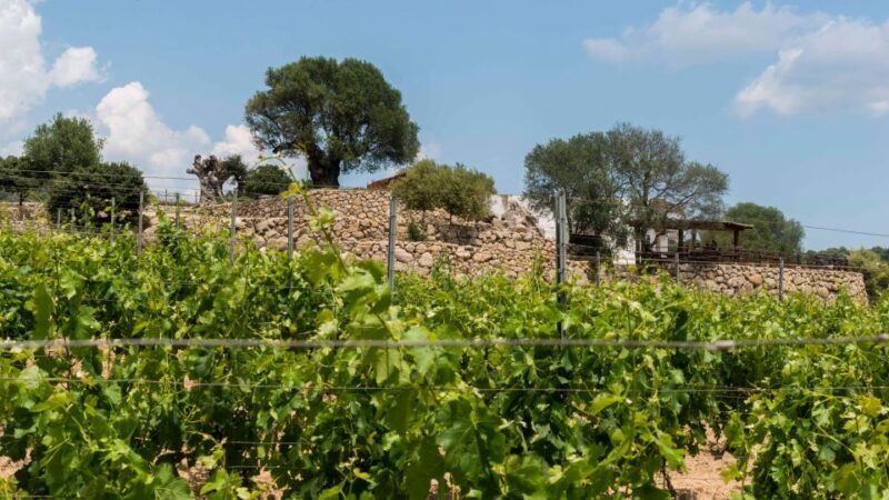 Sardinia: Dorgali Winery Tour with Tasting and Local Guide - Final Thoughts