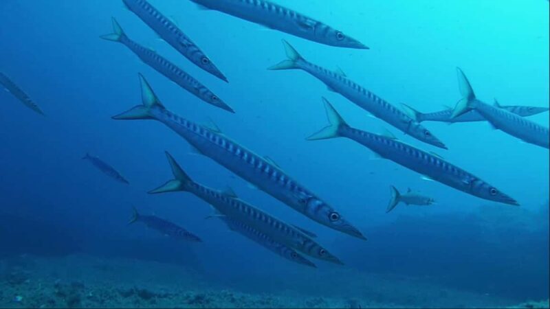Sardinia, La Maddalena Archipelago: First Dive Experience - What’s included and what to bring