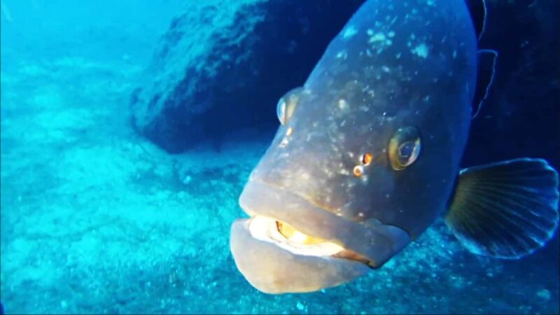 Sardinia, La Maddalena Archipelago: First Dive Experience - FAQ