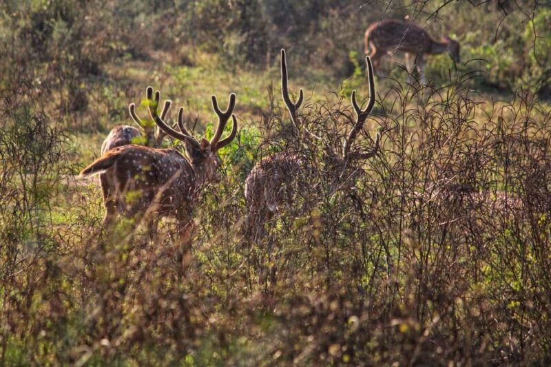 Sariska : Online Safari Booking, Bala Quila Safari - Key Points
