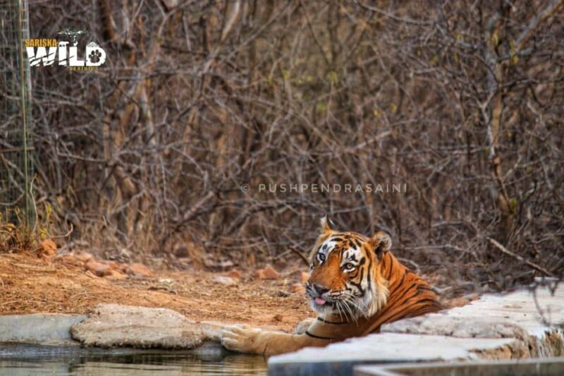 Sariska : Online Safari Booking, Bala Quila Safari - Final Thoughts