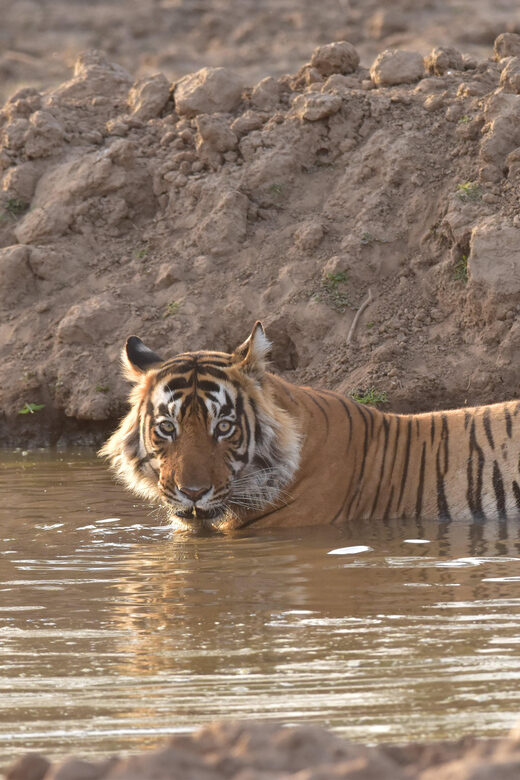 Sariska : Private Guided Tiger Safari in Gypsy - Key Points