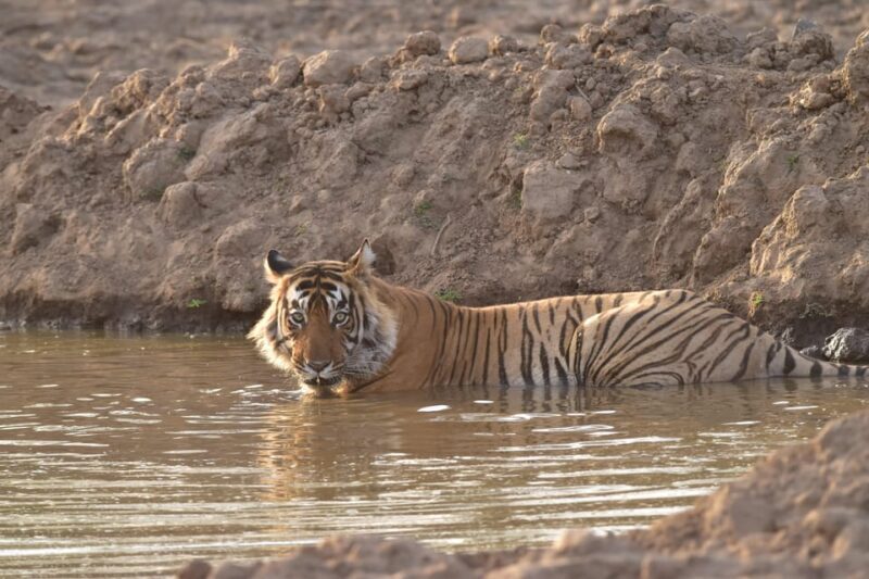 Sariska : Private Guided Tiger Safari in Gypsy - Final Thoughts: Is It Worth It?