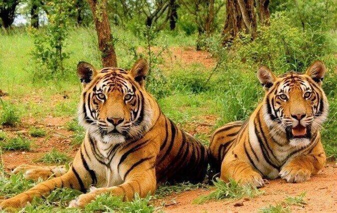 Sariska Tiger Reserve Assistance for Gypsy Private Safari Tickets - Key Points