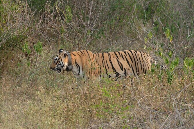Sariska Tiger Reserve Assistance for Gypsy Private Safari Tickets - Who Should Consider This Tour?