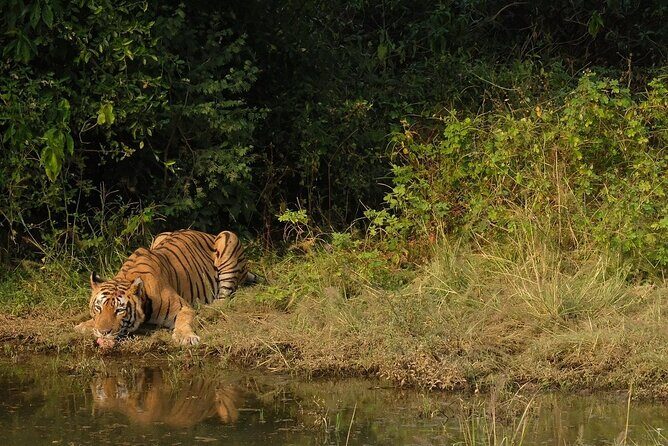 Sariska Tiger Reserve Assistance for Gypsy Private Safari Tickets - Final Thoughts