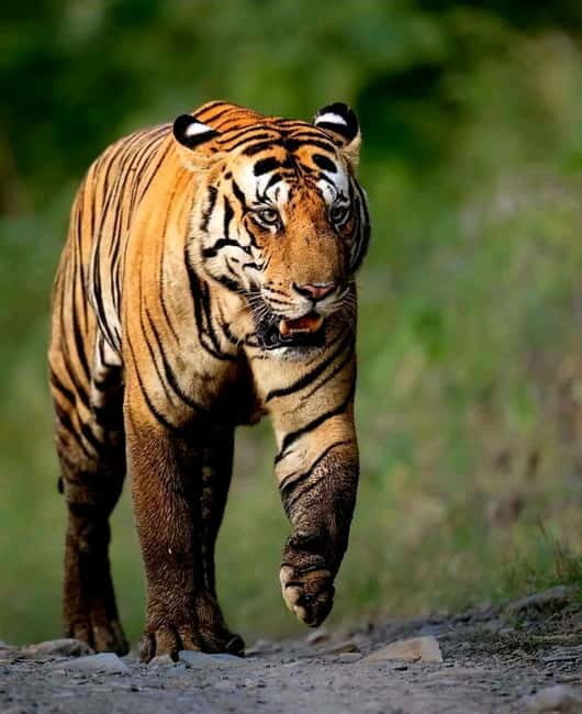 Sariska Tiger Reserve: Gypsy & Canter jungle Safari Transfer - A Close Look at the Safari Experience