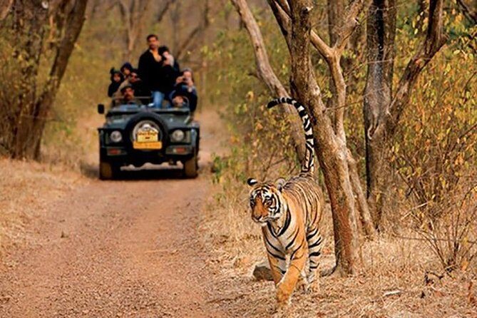 Sariska Tiger Reserve Safari Tickets (Skip The Line) - Exploring the Sariska Tiger Reserve Safari Experience